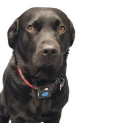 GPS Pet Tracker